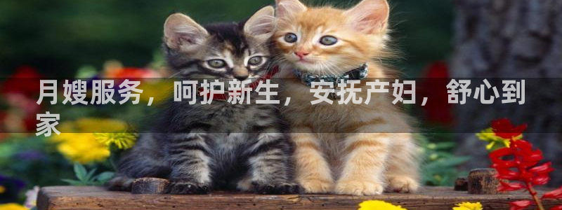 杏悦平台代理怎么赚钱